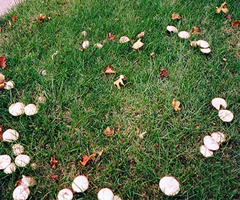 Fairy Ring Lawn Disease
